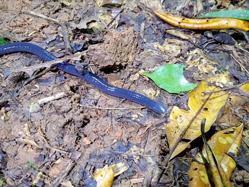 Glandular Caecilian, Dermophis glandulosus