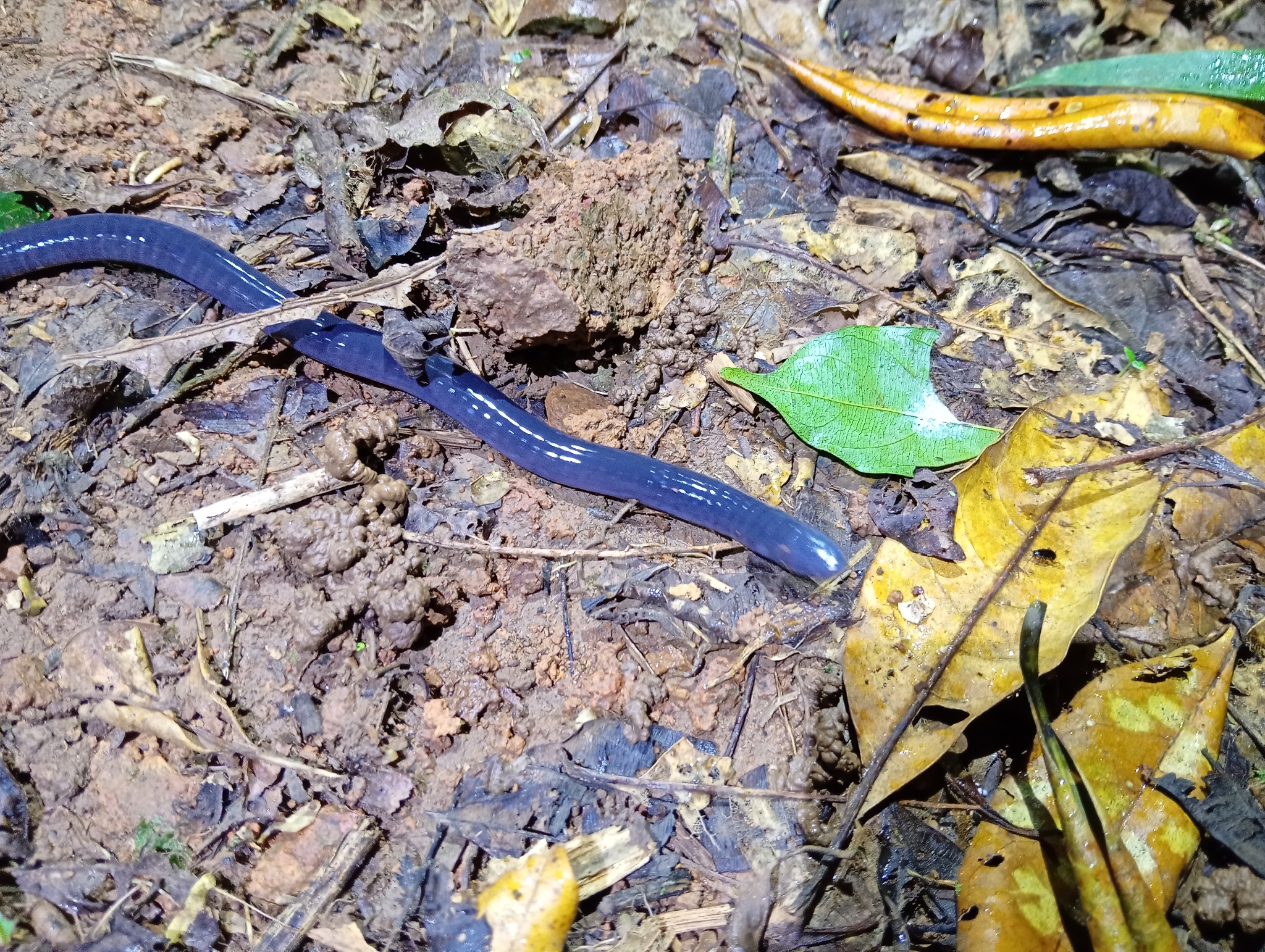 Glandular Caecilian