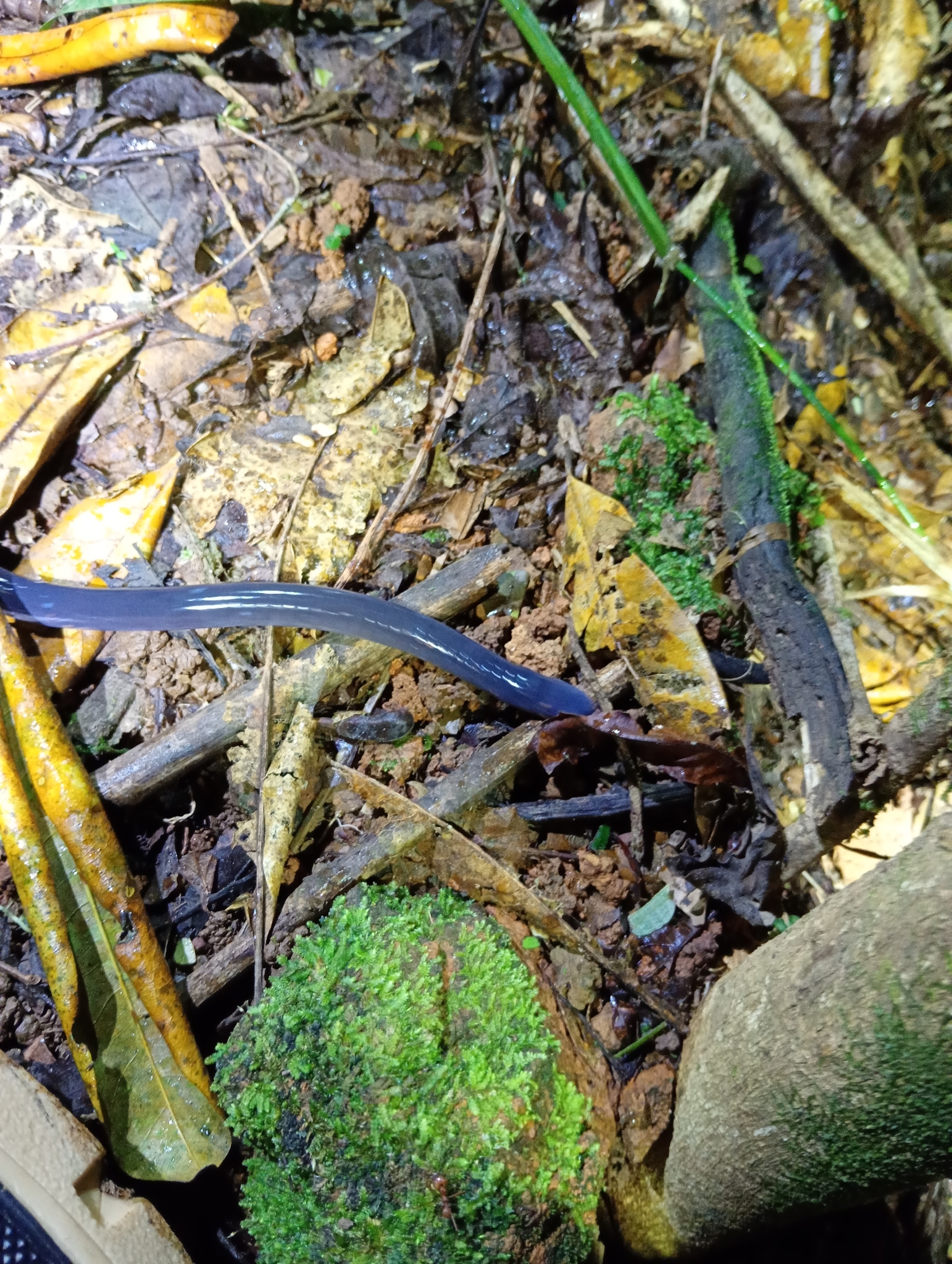 Glandular Caecilian photo 2