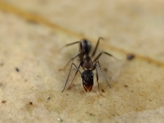 Camponotus lividicoxis