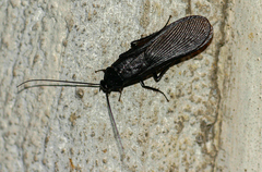 Pseudoderopeltis