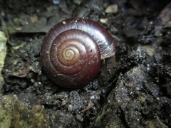 Glyptostoma gabrielense