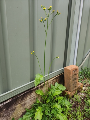 Oriental false hawksbeard