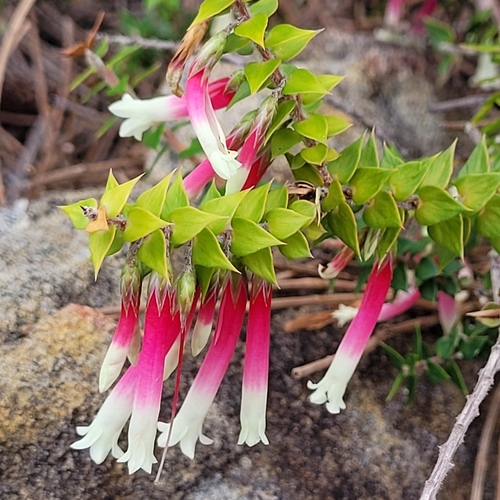 Fuchsia Heath