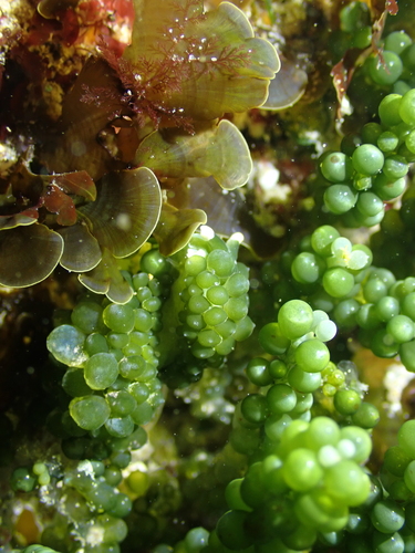Stiliger smaragdinus observed 2026-06-14