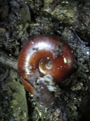 Glyptostoma gabrielense