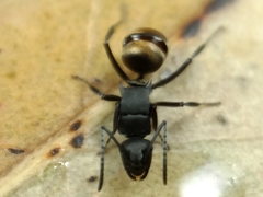 Polyrhachis tubifera