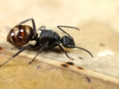 Polyrhachis tubifera