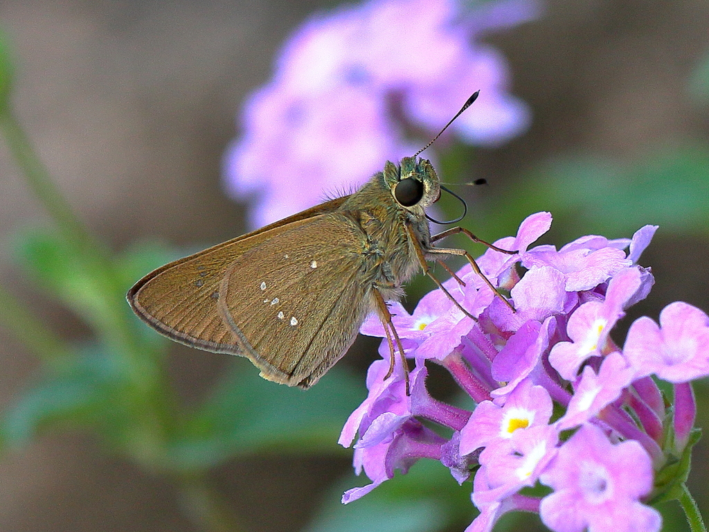 Lyell's Swift