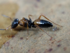 Opisthopsis pictus lepidus
