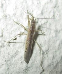 Nabis capsiformis