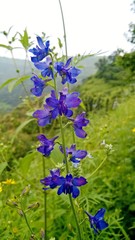 Delphinium malabaricum