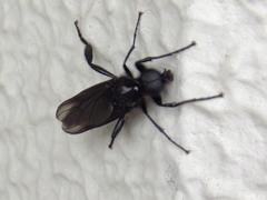 Pterygota