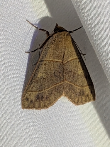 Red-Lined Panopoda Moth