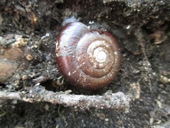 Glyptostoma gabrielense