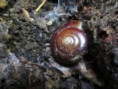 Glyptostoma gabrielense