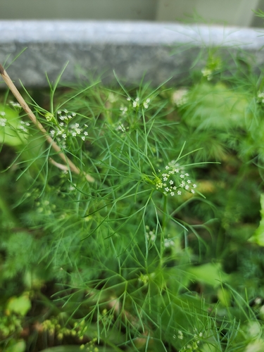Marsh parsley