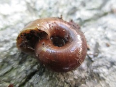 Glyptostoma gabrielense