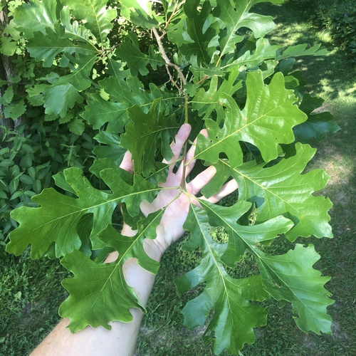 bur oak
