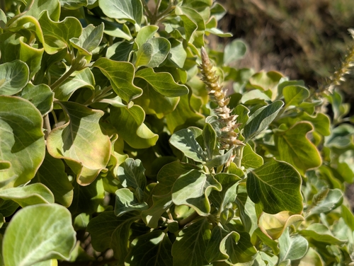 Achyranthes splendens observed 2026-06-13