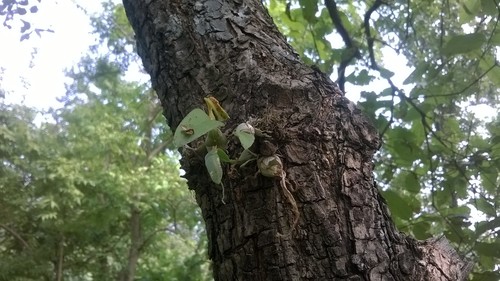 Dendrobium microbulbon, photograph 2