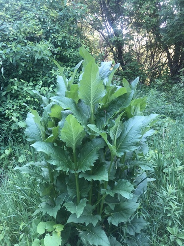 cup plant