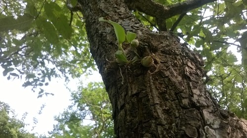 Dendrobium microbulbon, photograph 3