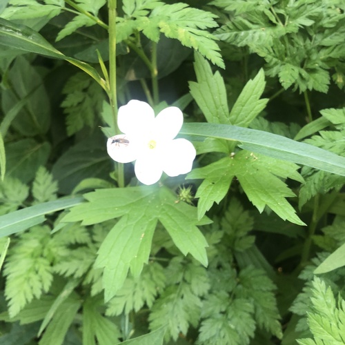 Canada anemone