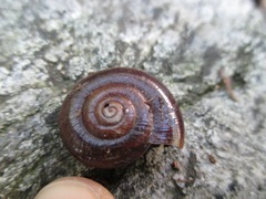 Glyptostoma gabrielense