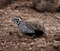 Montezuma Quail photo 2