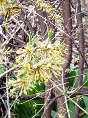 Sassafras albidum