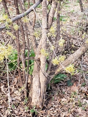 Sassafras albidum