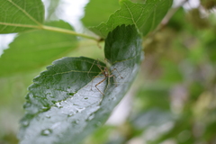Epidaus