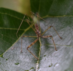 Epidaus