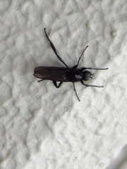 Pterygota