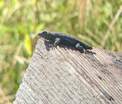 Western Fence Lizard