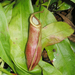 Nepenthes mirabilis - Photo (c) Oleg Kosterin, algunos derechos reservados (CC BY), subido por Oleg Kosterin