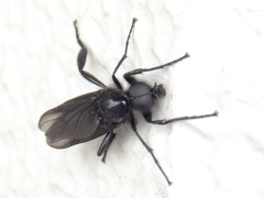 Pterygota