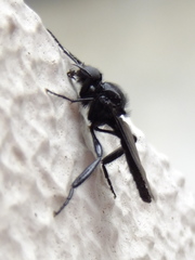 Pterygota