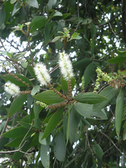 Melaleuca cajuputi