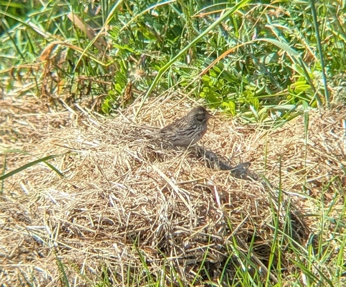 Savannah Sparrow