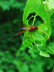 Eremotylus marginatus