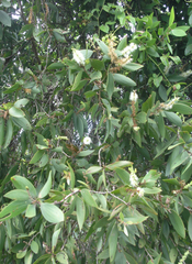 Melaleuca cajuputi