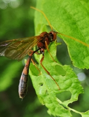 Eremotylus marginatus