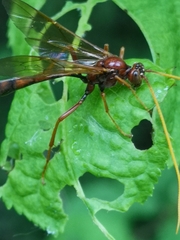 Eremotylus marginatus