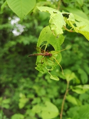 Eremotylus marginatus
