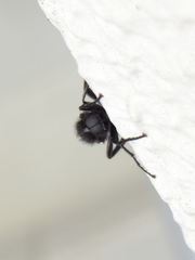 Pterygota