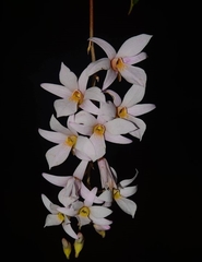 Dendrobium barbatulum