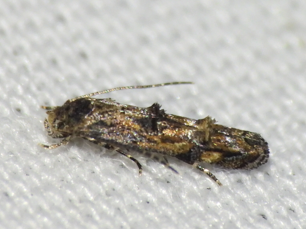 Buttonbush Leafminer