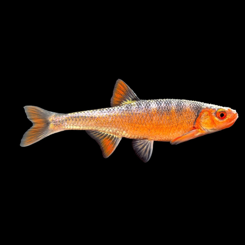 Rosefin shiner (Lythrurus ardens) — Cyprinidae — 3